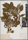 Foto von Salix caprea L.